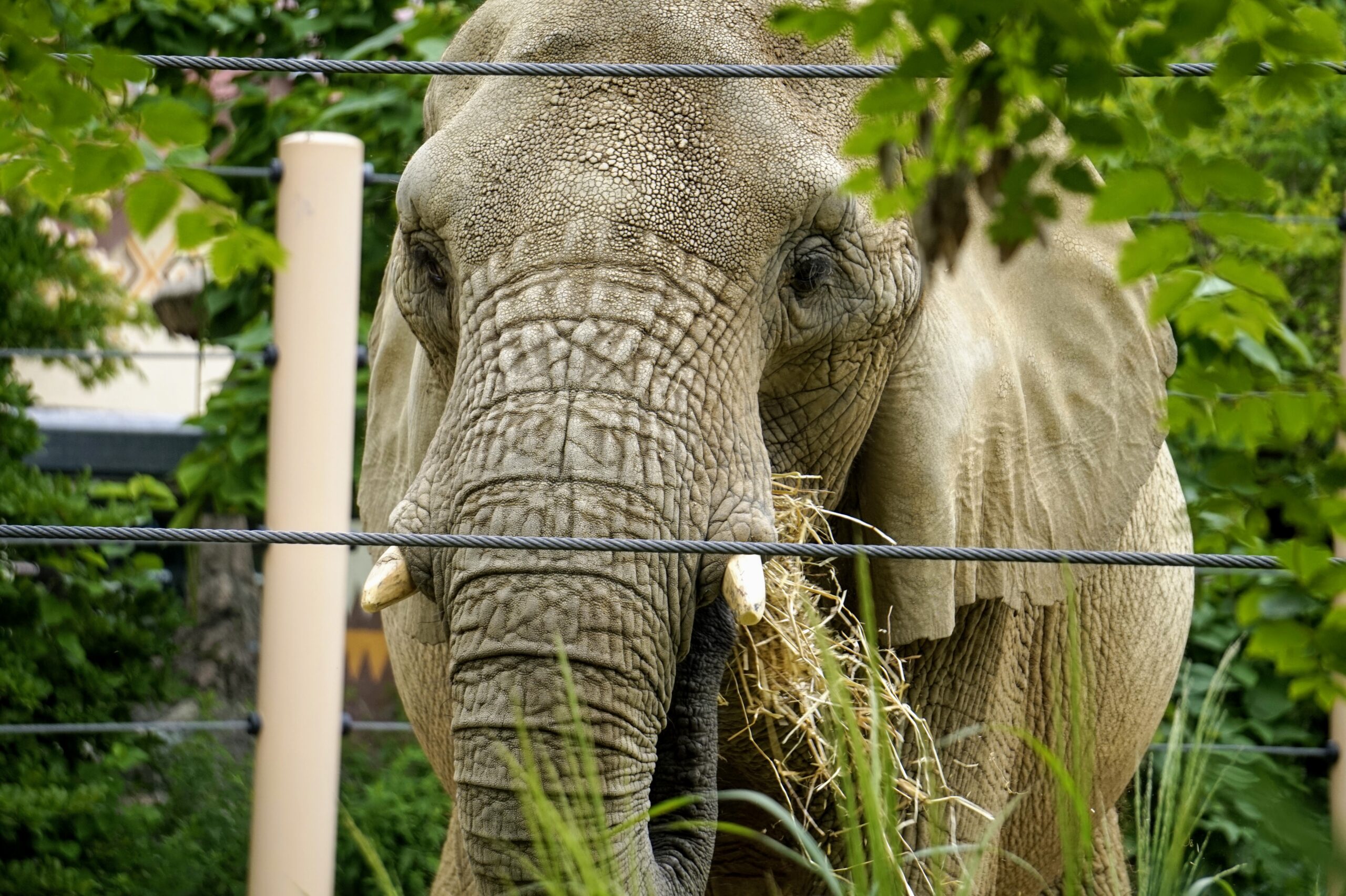 photo of an elephant watching visitors at Cleveland Metroparks Zoo